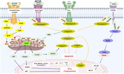 Progress of natural sesquiterpenoids in the treatment of hepatocellular carcinoma